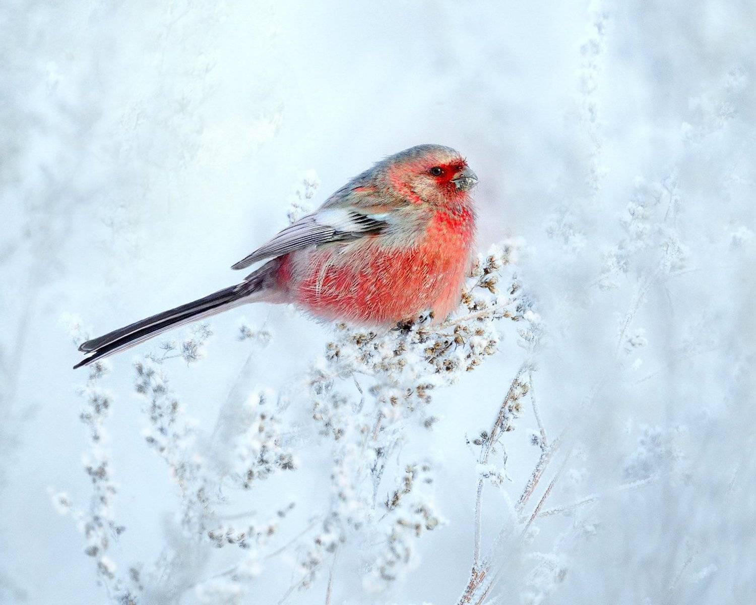 природа, фотоохота,  птицы, животные, зима, урагус, длиннохвостый снегирь, vladilenoff