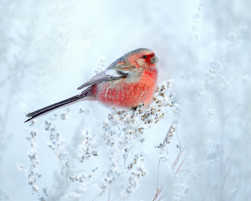 природа, фотоохота,  птицы, животные, зима, урагус, длиннохвостый снегирь Краски зимнего луга фото превью