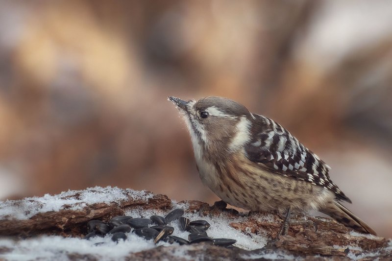 Малый острокрылый дятел фото превью