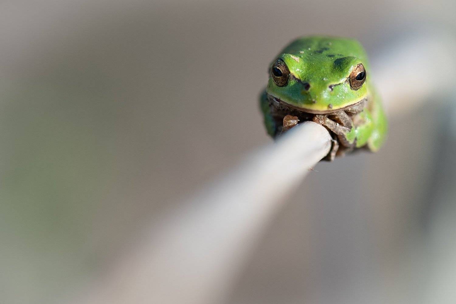 , Мартин Попов