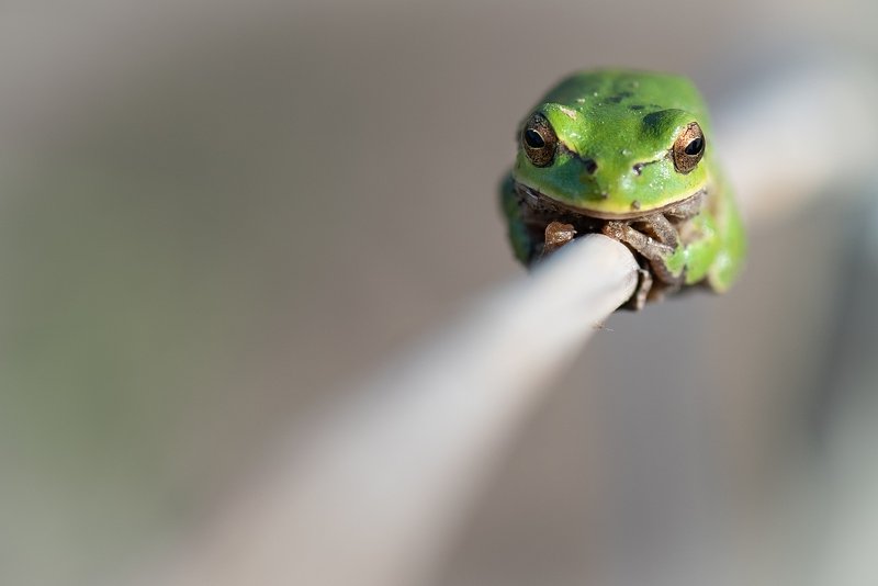 Квакша фото превью