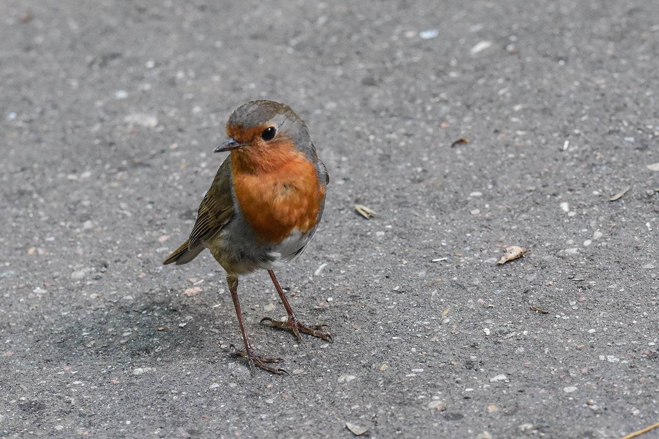 природа,животные,птицы,зарянка, Сергей Духанин