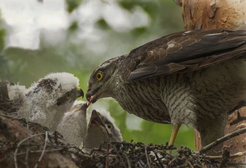 Гнездо ястреба перепелятника.