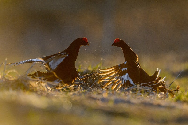 Бойцы фото превью