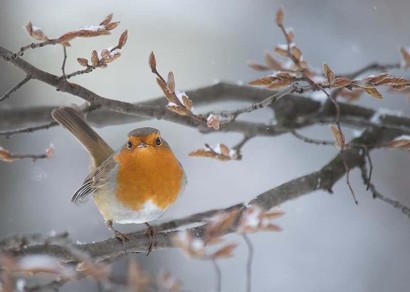 Robin фото превью