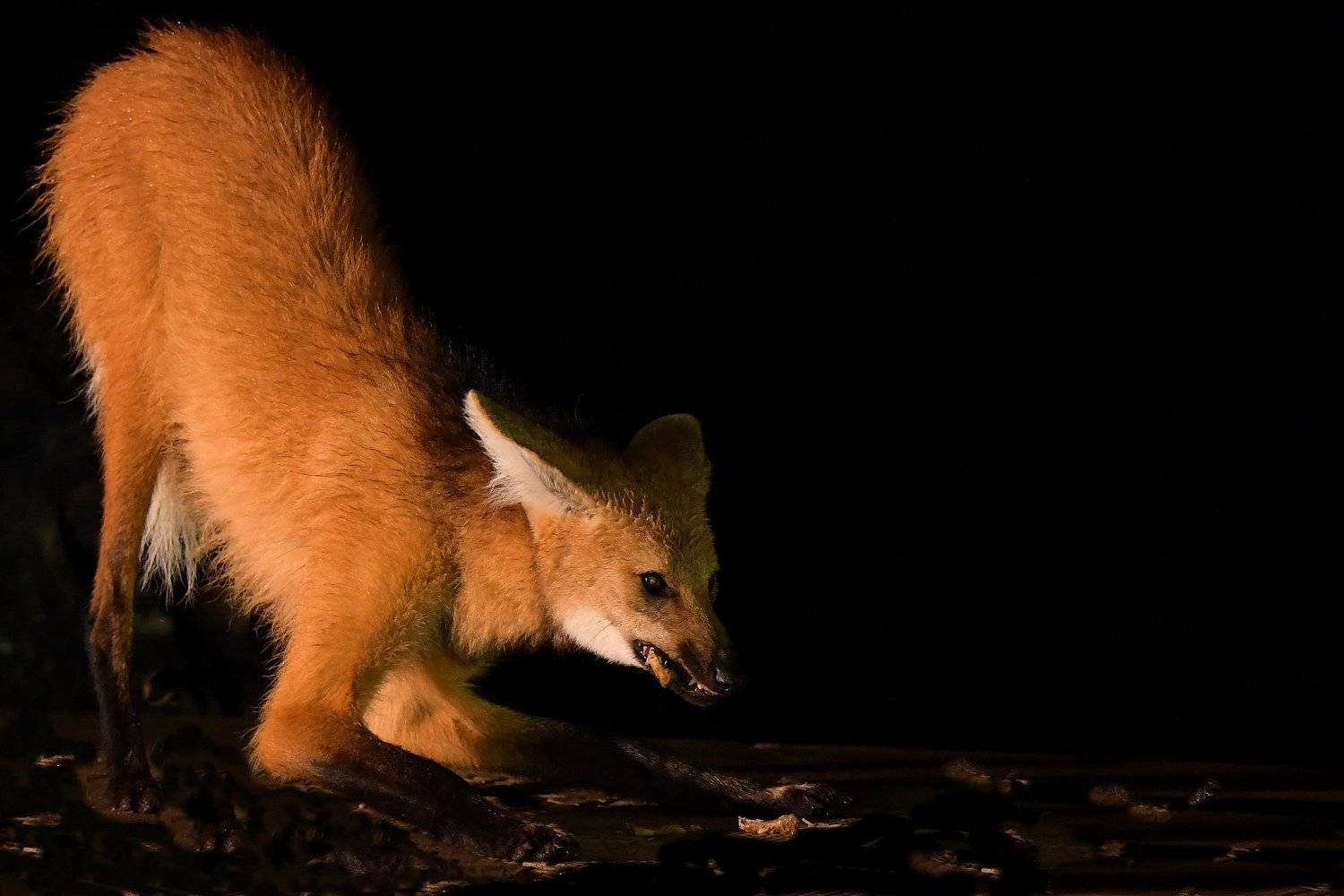 волк.бразилия., Александр Маркелов