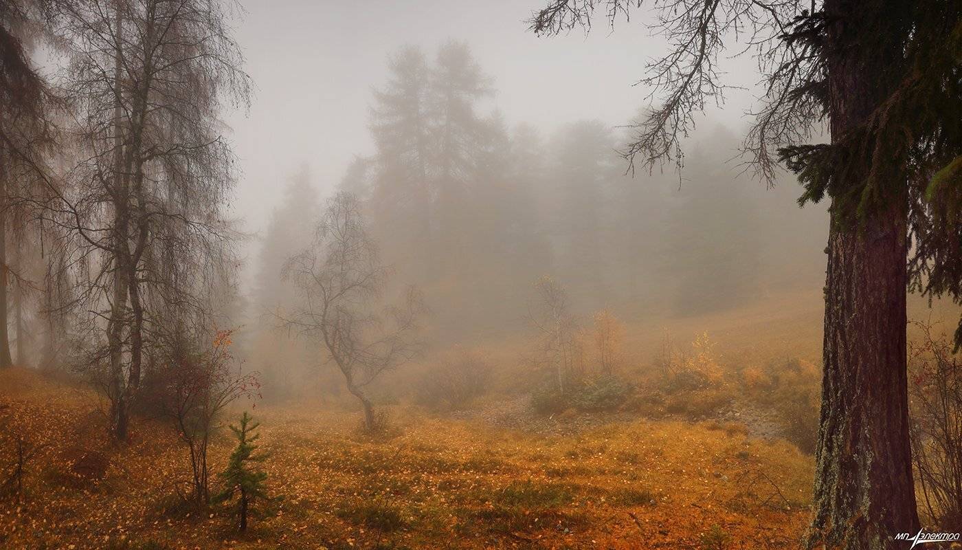 swiss, Матвеев Николай