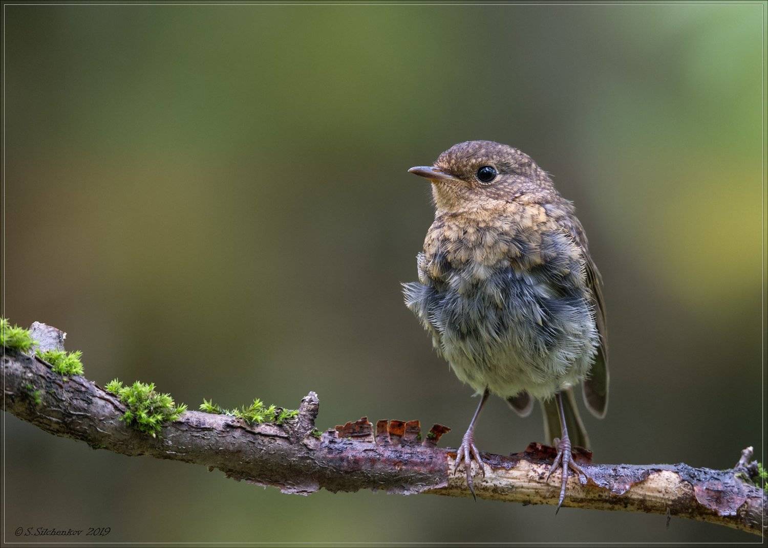 , Сергей Сильченков
