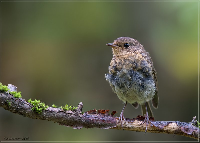 *** фото превью