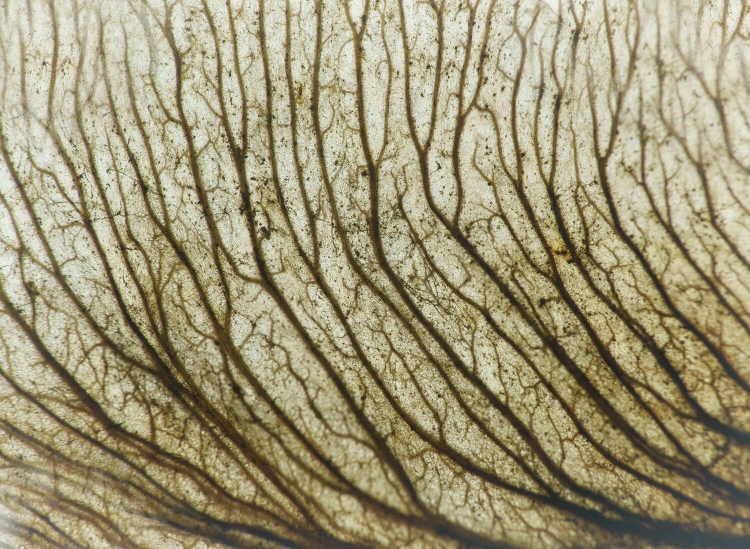 , Кузнецов Дмитрий