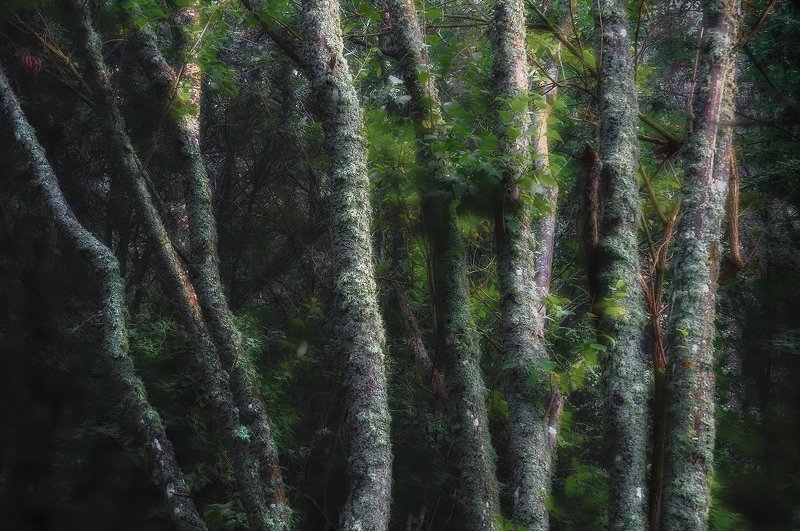 Division фото превью