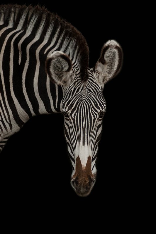 Zebre фото превью