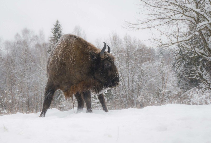 калужские засеки, природа, зубр, животные, дикие животные, зима, лес, европейский бизон, nature, bison, animals, wild animals, winter, forest, еuropean bison, Моя территория фото превью