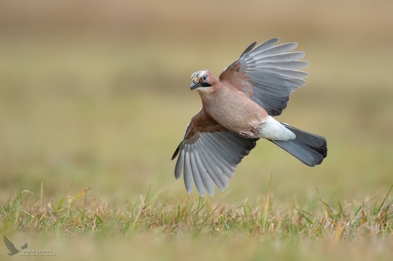 Sójka, Eurasian Jay (Garrulus glandarius) ... 2019r фото превью