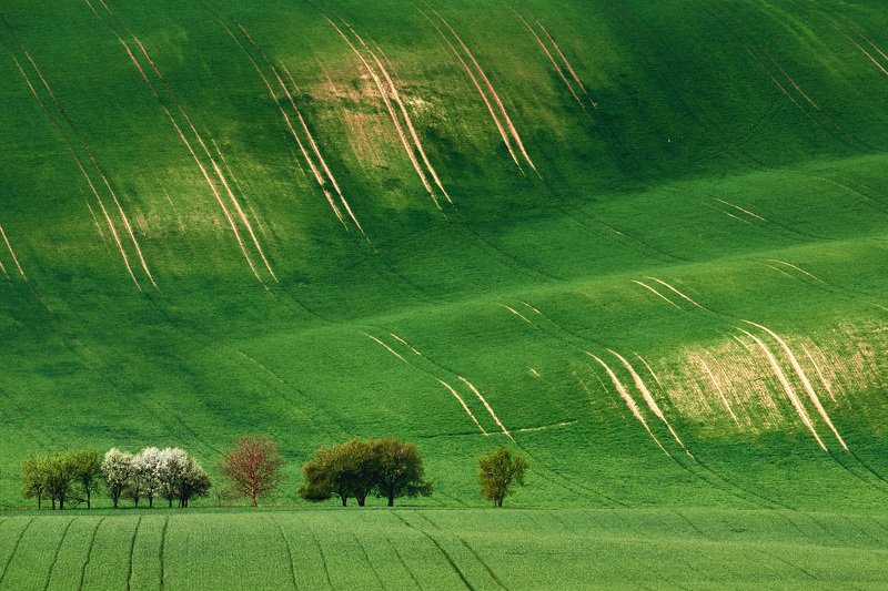 южная моравия, чехия, весна,  south moravia, czech Моравская весна фото превью