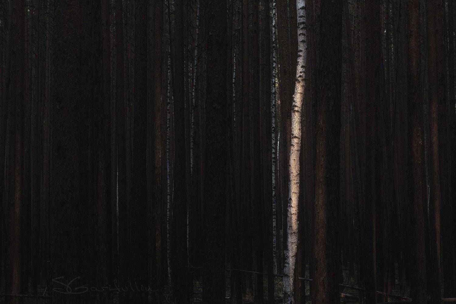 Урал, Средний Урал, береза, берёза, сосна, лес, Сергей Гарифуллин