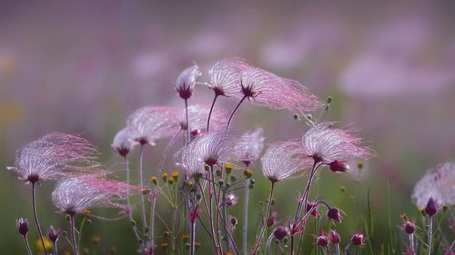Prairie Smoke (Geum triflorum)