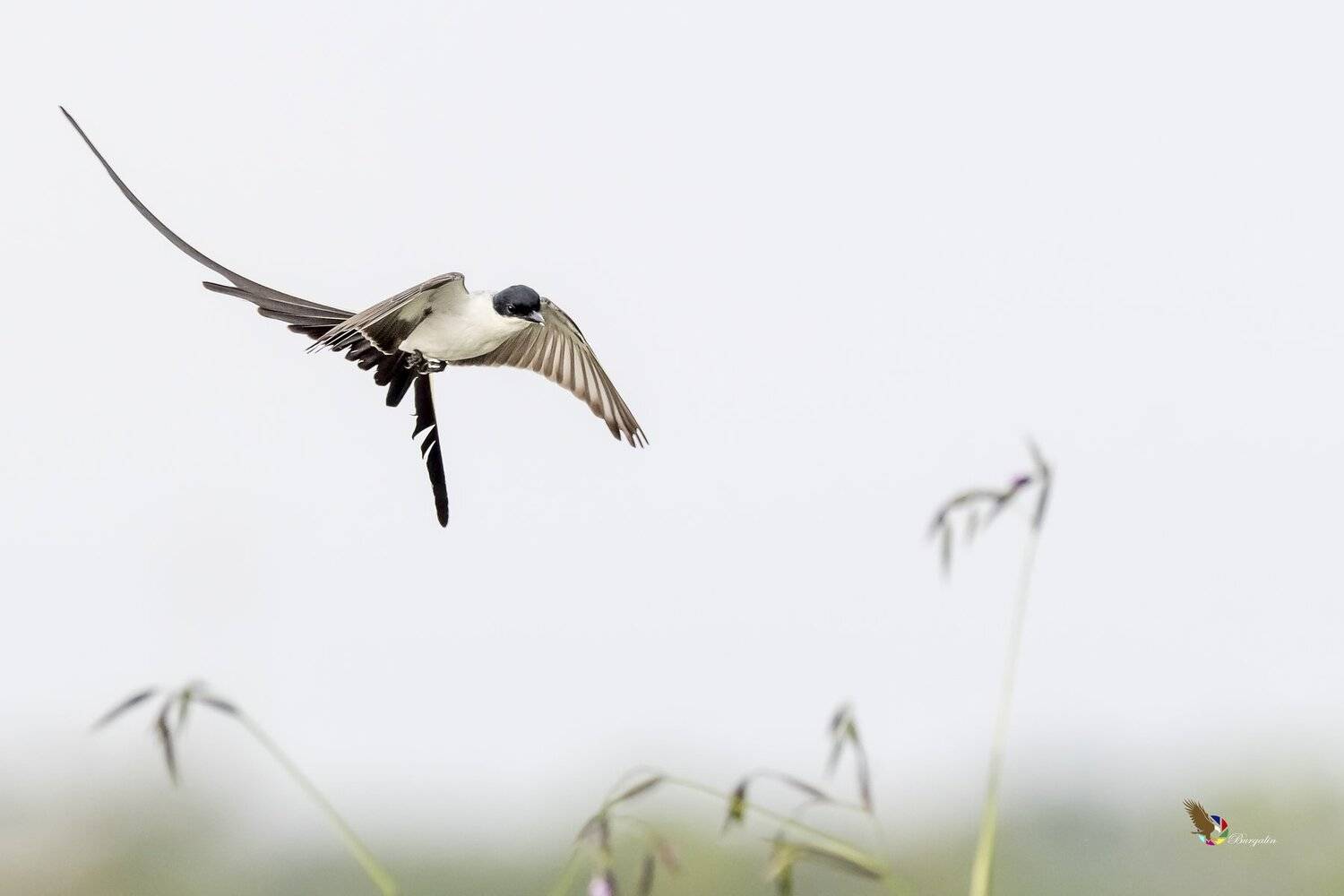 , Fernando Burgalin Sequeira