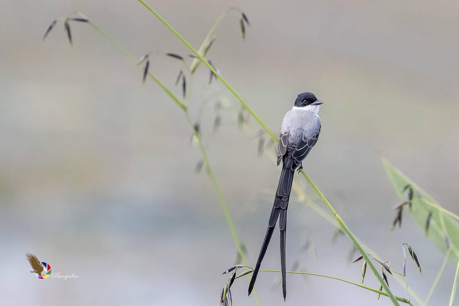 , Fernando Burgalin Sequeira