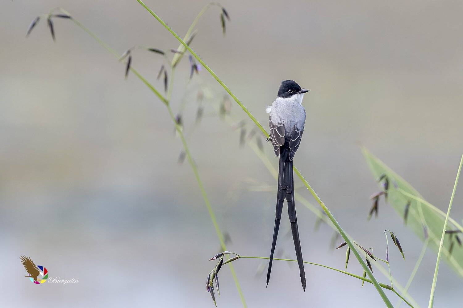 , Fernando Burgalin Sequeira