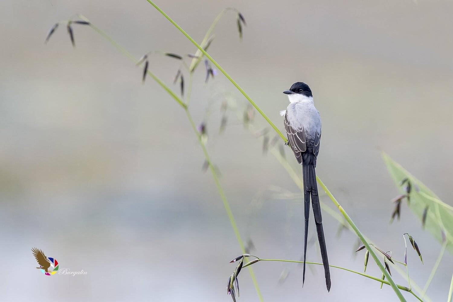 , Fernando Burgalin Sequeira