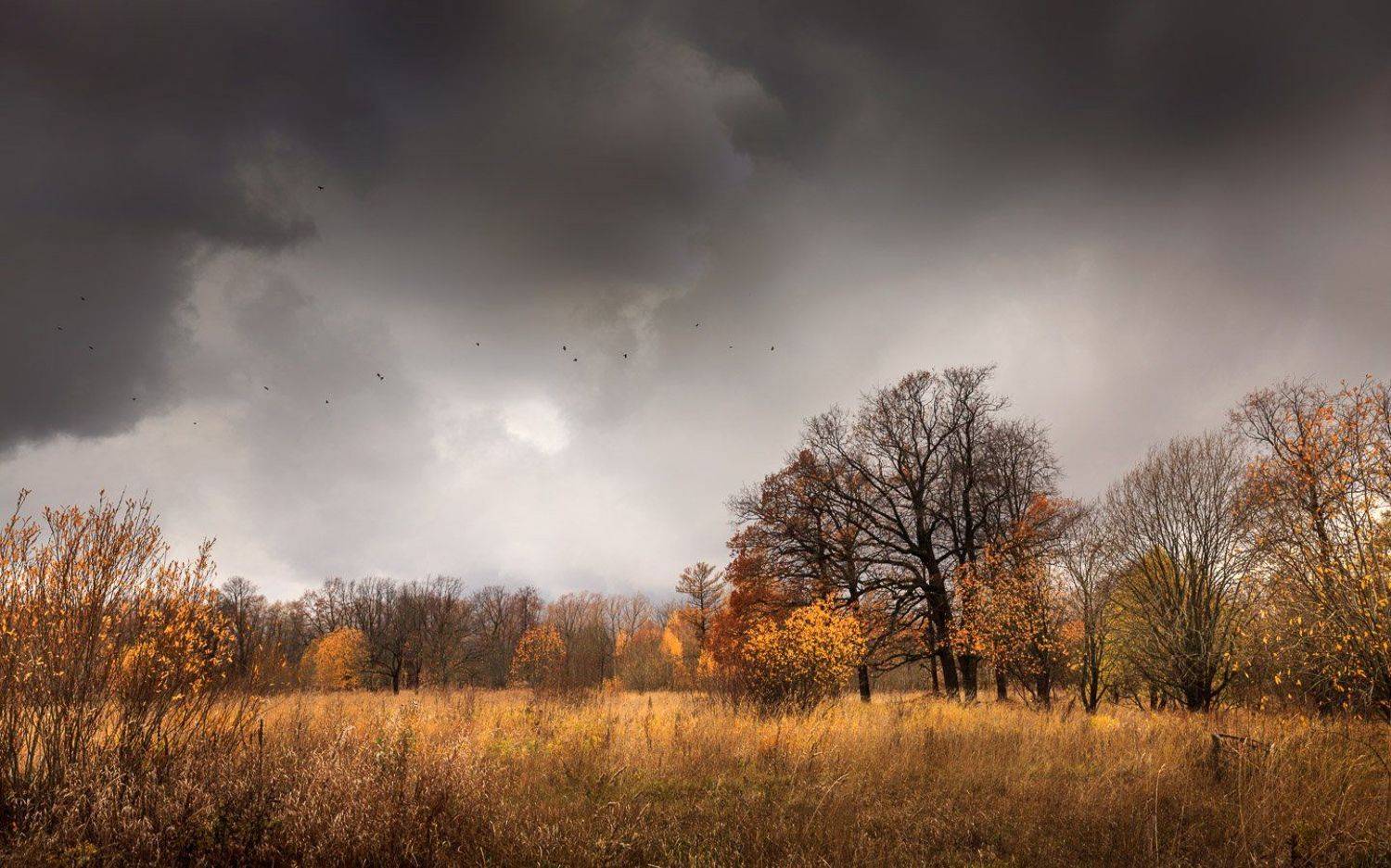 , Евгений Луцко