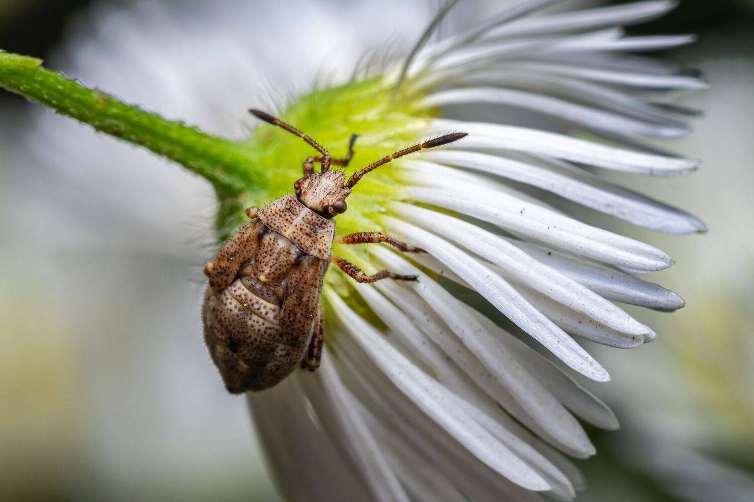 , Сергей Харитон