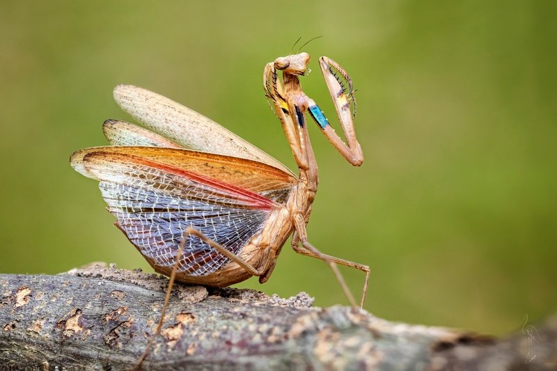 Mantis фото превью