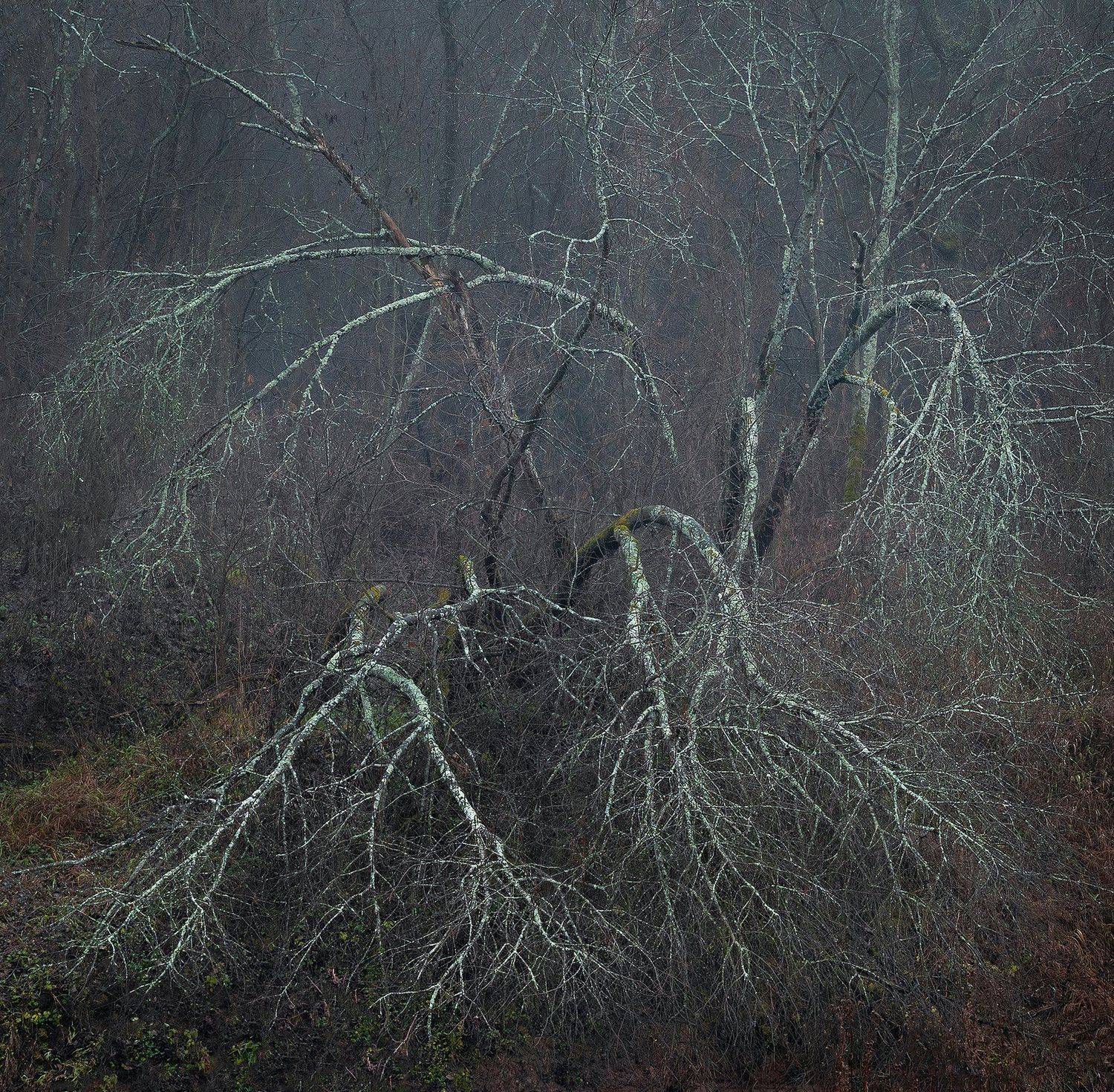 , Сергей Давыдов