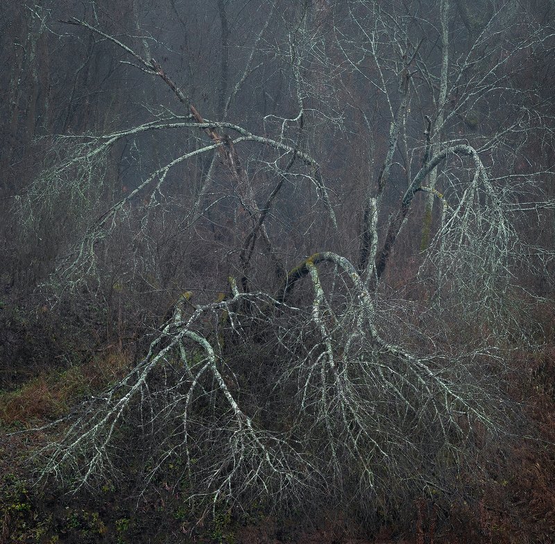 Тайны подмосковного леса фото превью