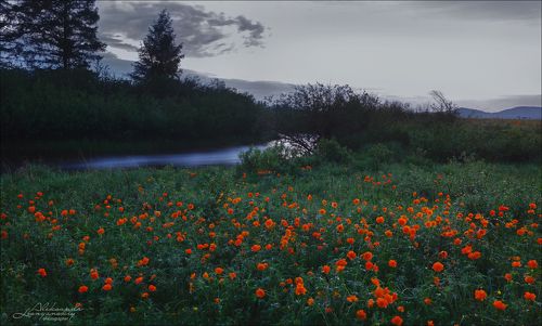 Июльский вечер. Жарки