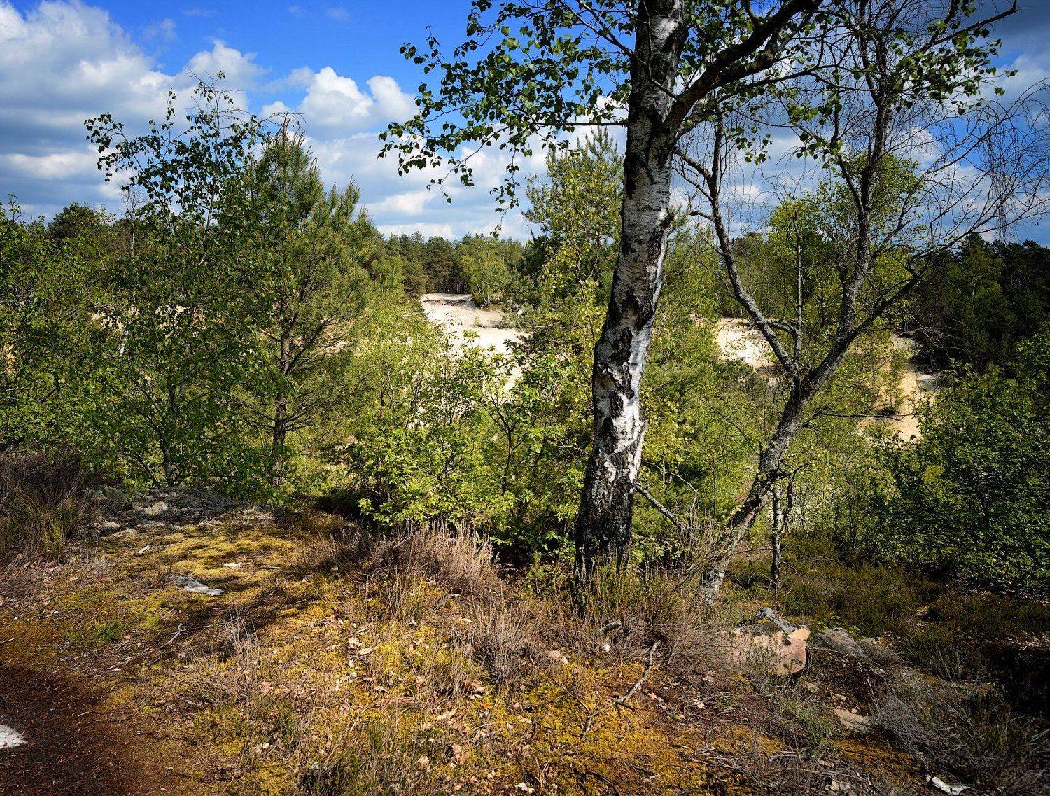nemours, poligny, france, for&ecirc;t, Olga N.