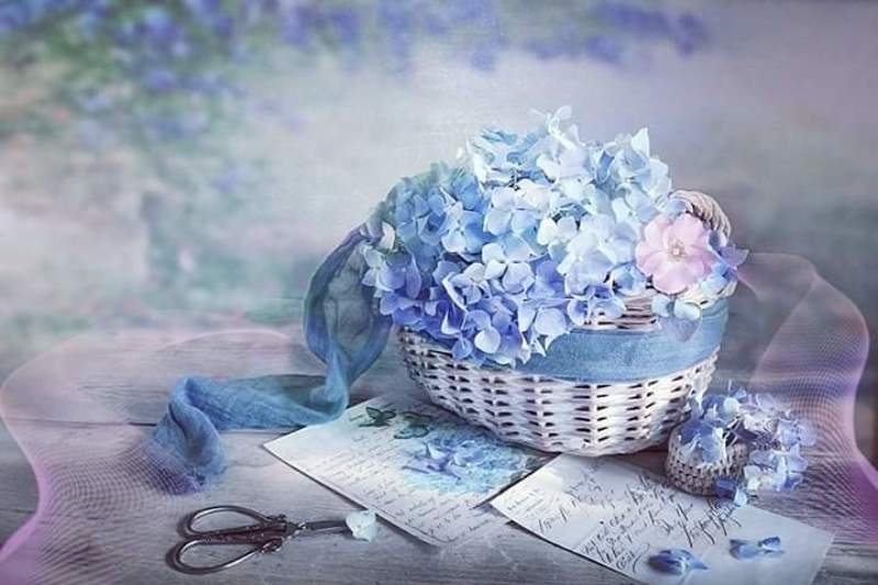 Натюрморт лето корзина голубая Гортензия букет ножницы письма  Утро, новый день, новые надежды...  фото превью