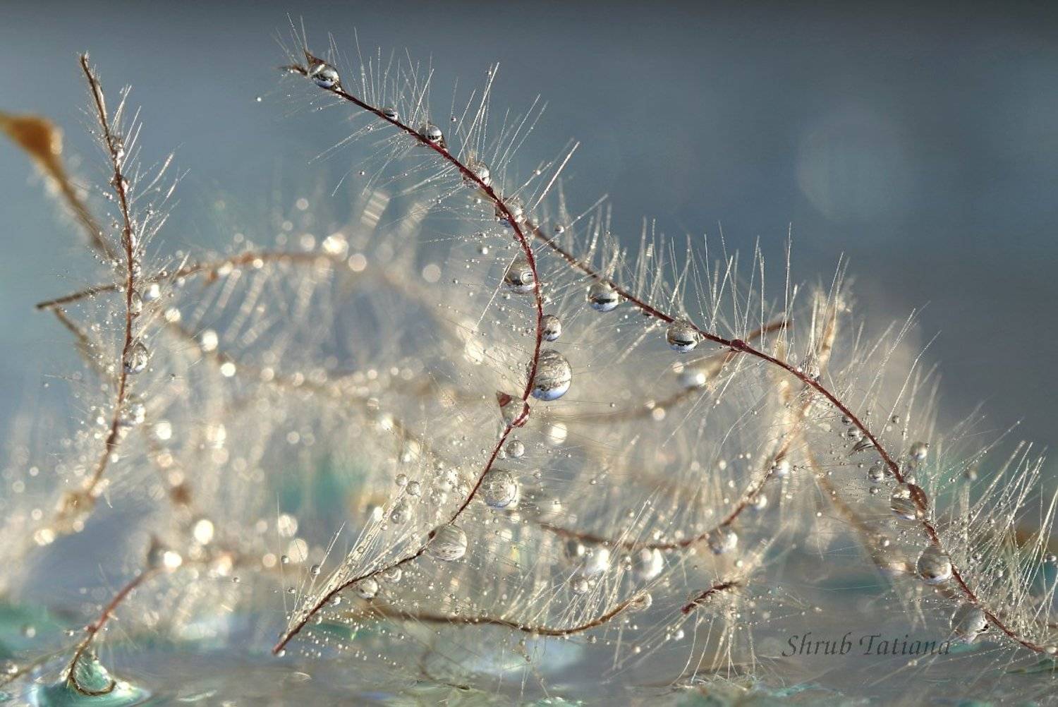 капли, пушинки, макро, Шруб (Беляева) Татьяна