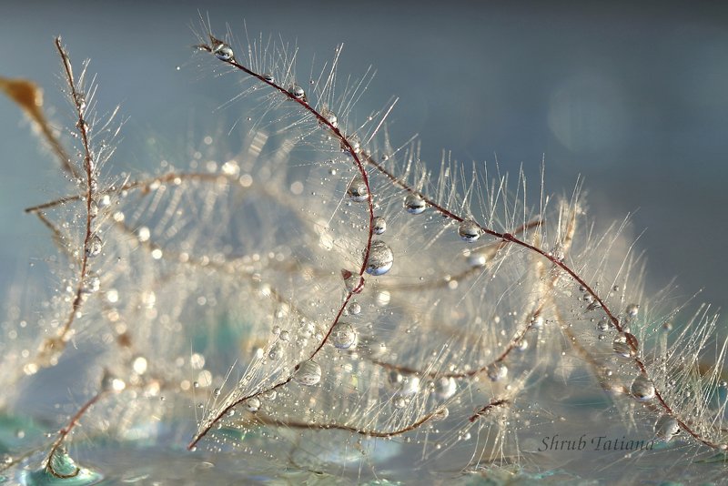 капли, пушинки, макро Капельки фото превью