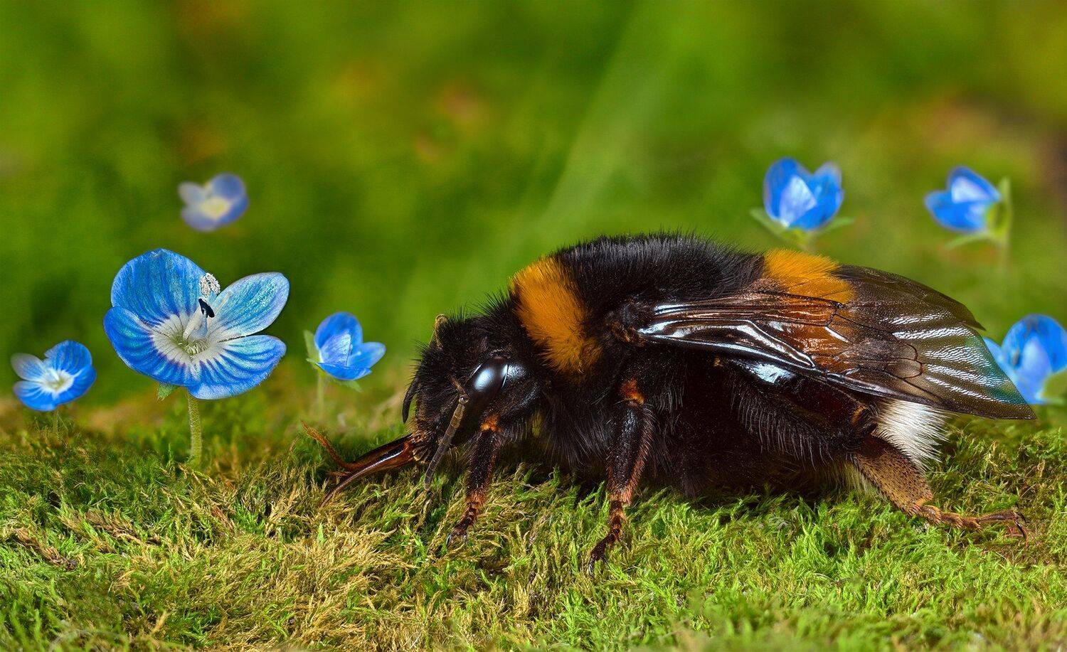 ceclii, nikon d3400, Tsvetan Ganev