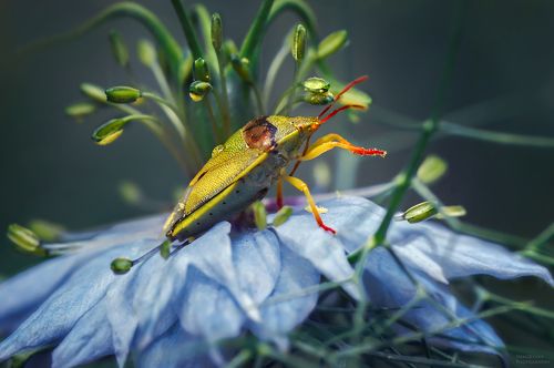 клоп и цветок