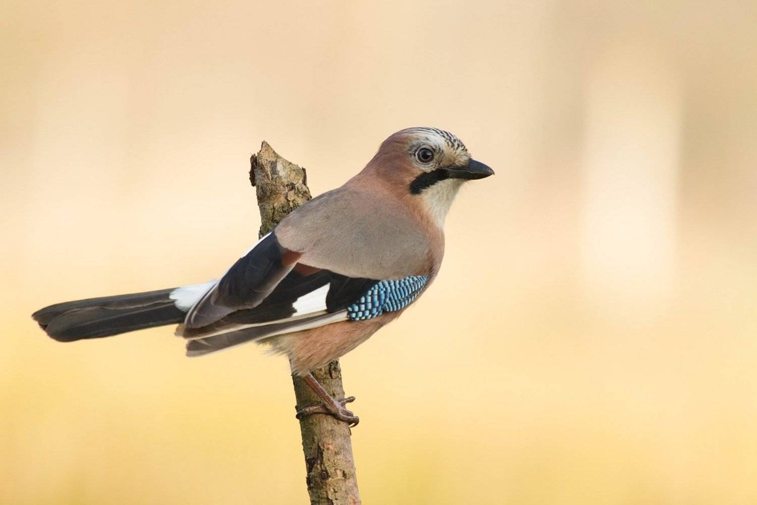 , Janina J?drzejewska-Szombara