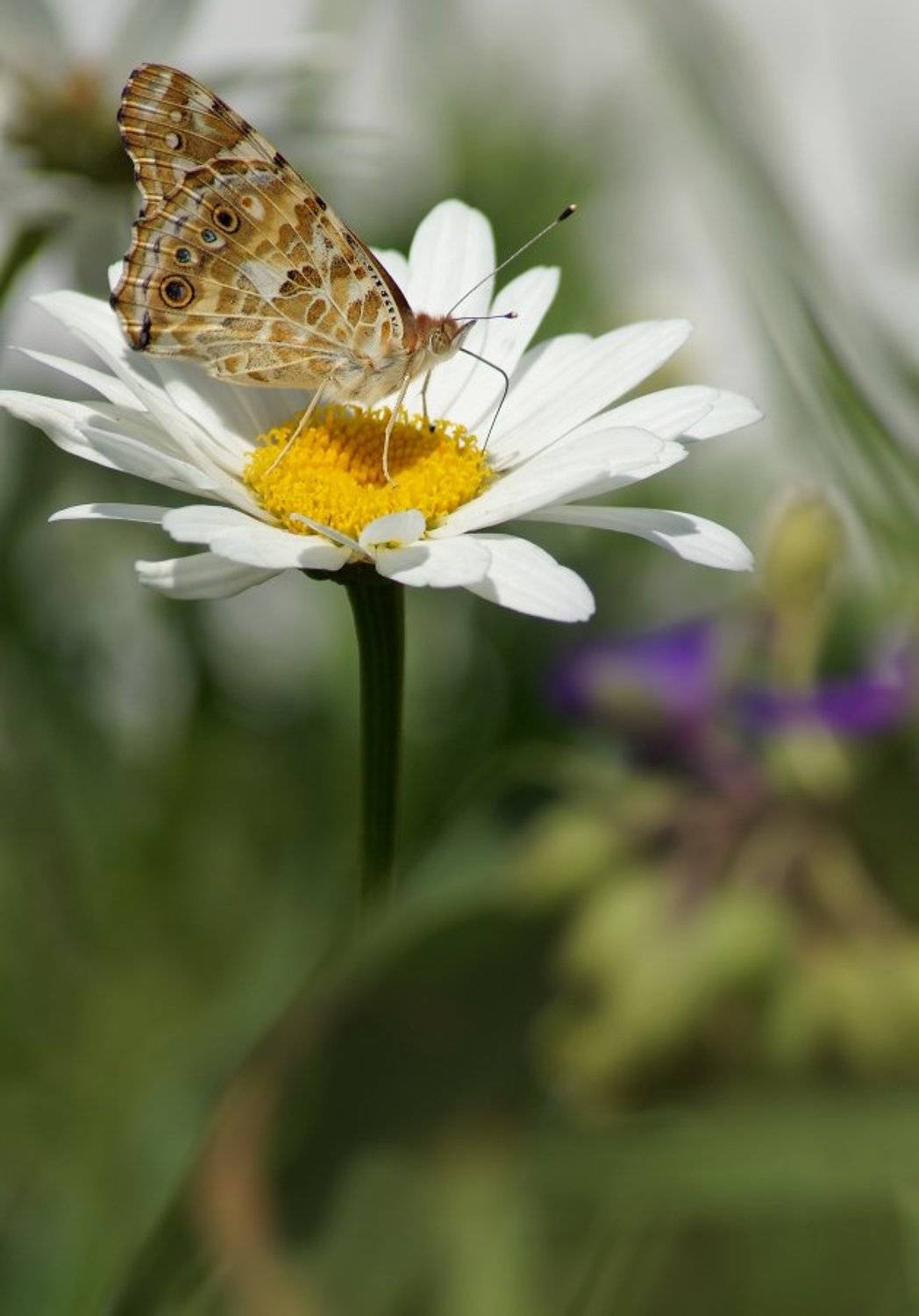 Бабочка репейница, Чепленко Алексей