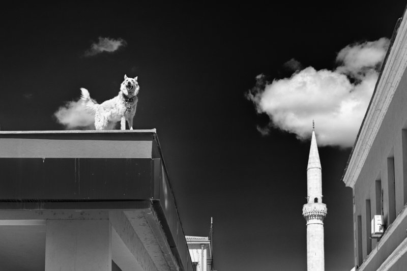 Собака на крыше фото превью