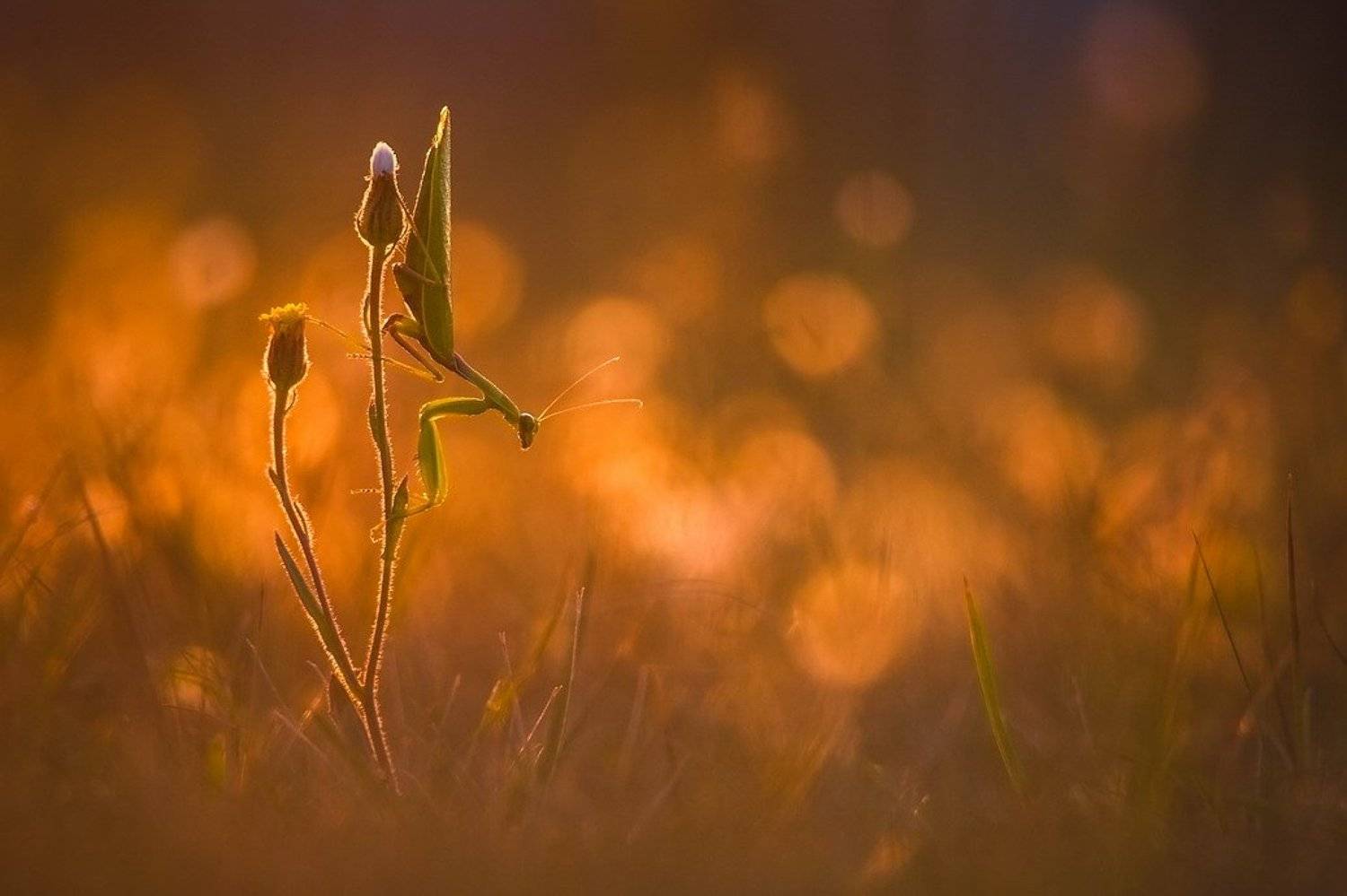 , Вячеслав Мищенко