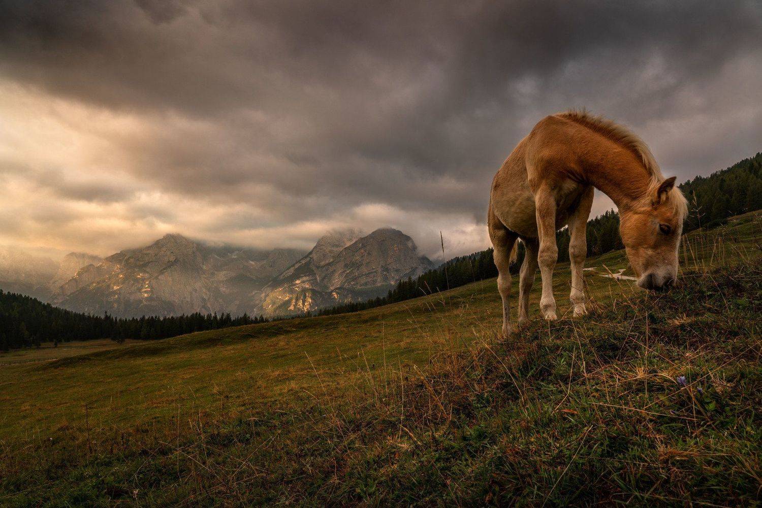 , Евгений Мерсон