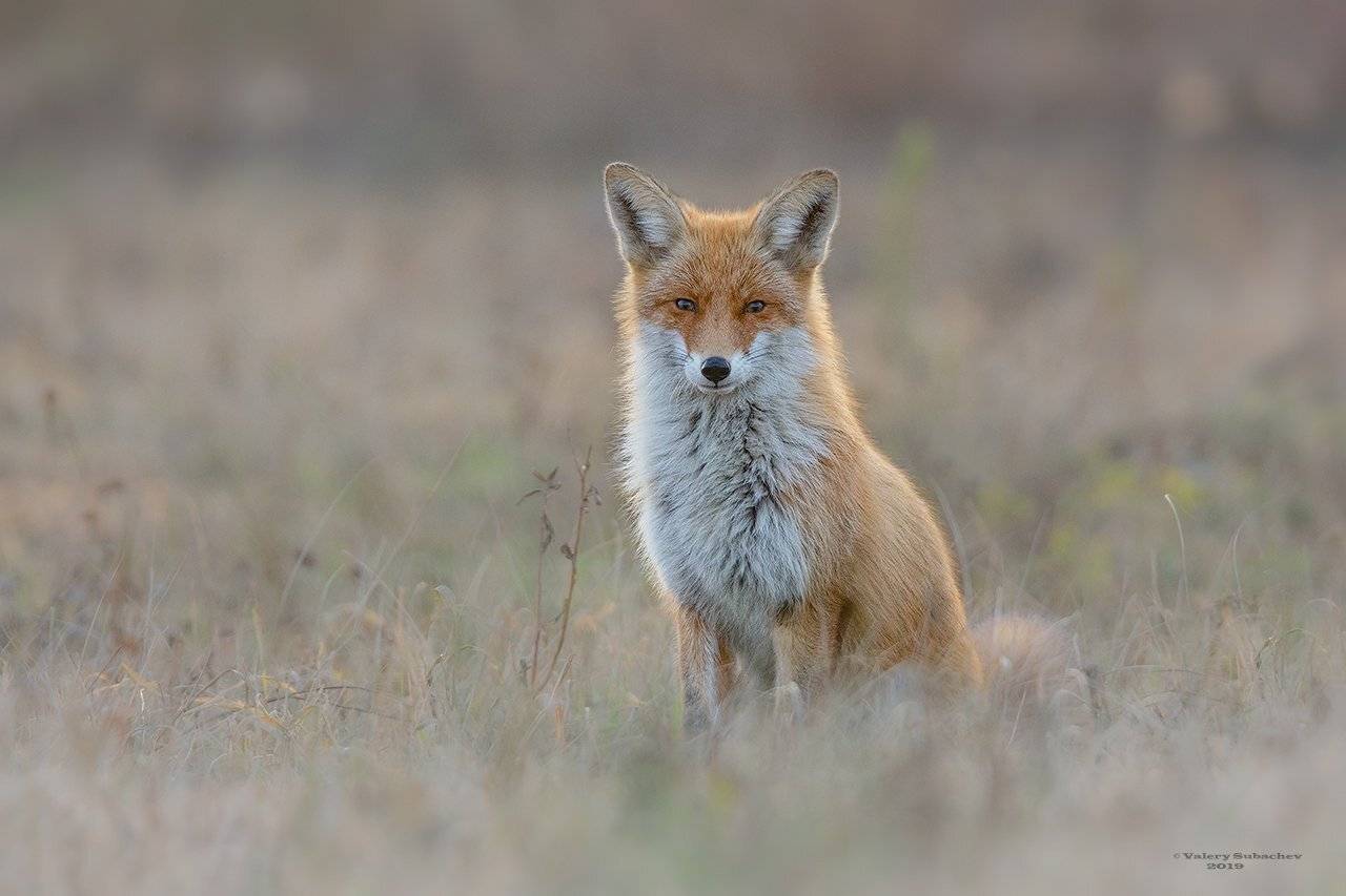 , Валерий Субачев