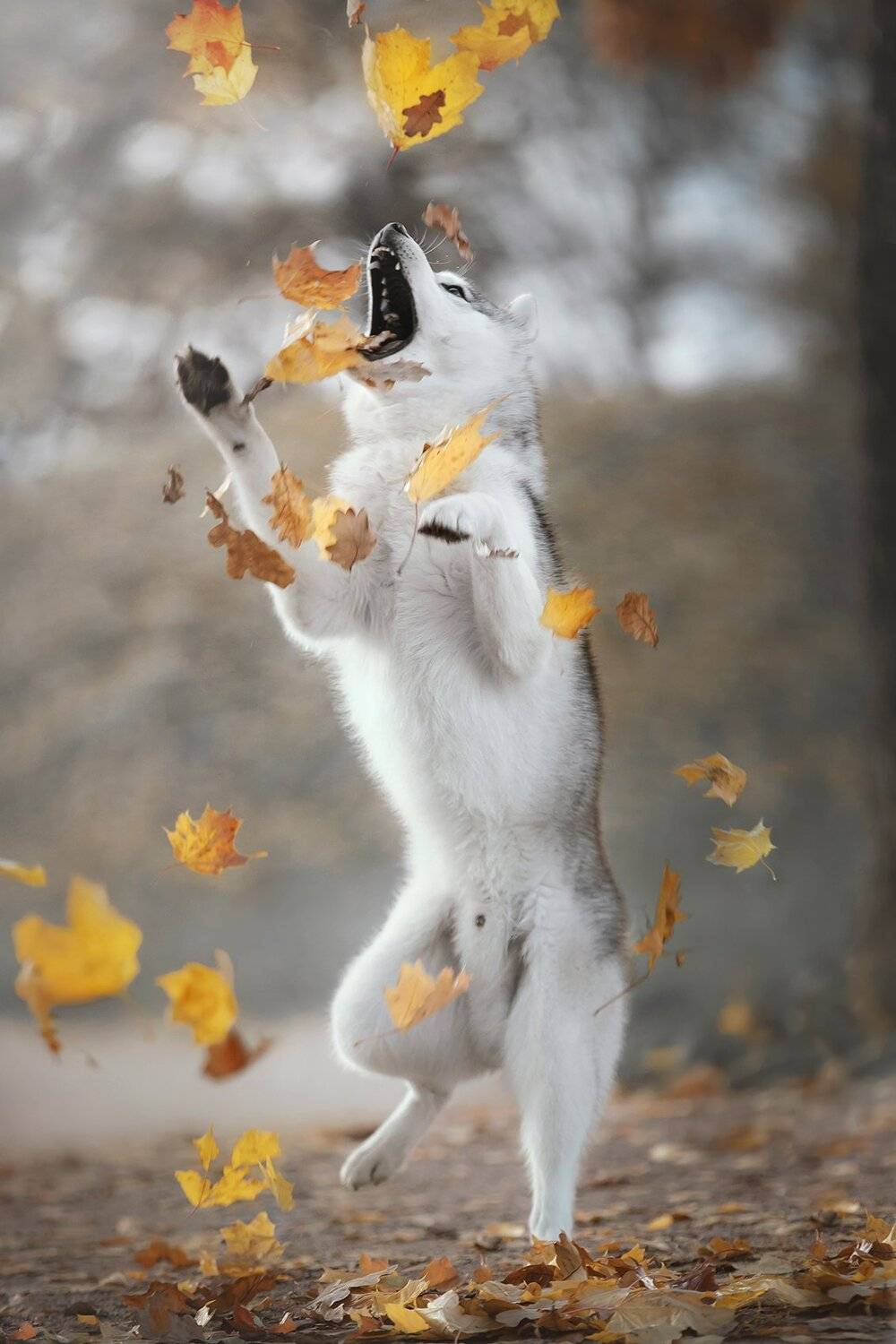 husky, dogs, siberian husky, Erika Tsogoeva