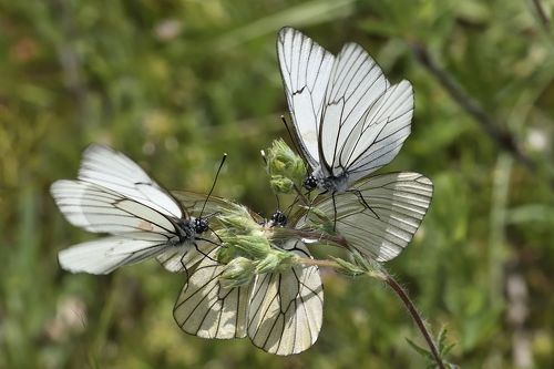 Aporia crataegi