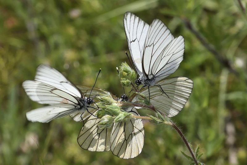 бабочка  butterfly Aporia crataegi фото превью