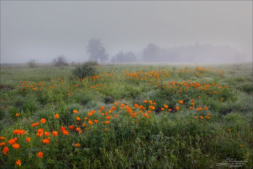 Жарки в утреннем тумане