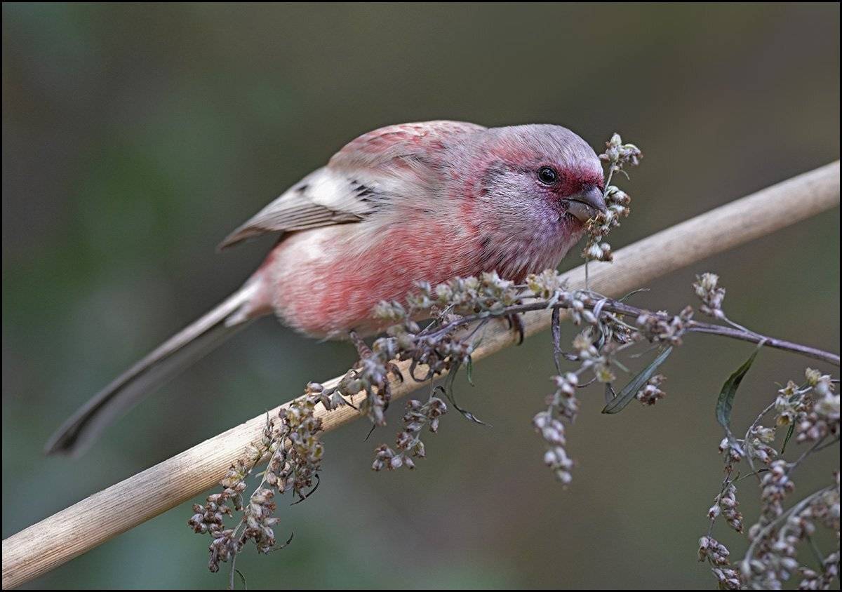урагус,длиннохвостый снегирь,обед,полынь, Иван