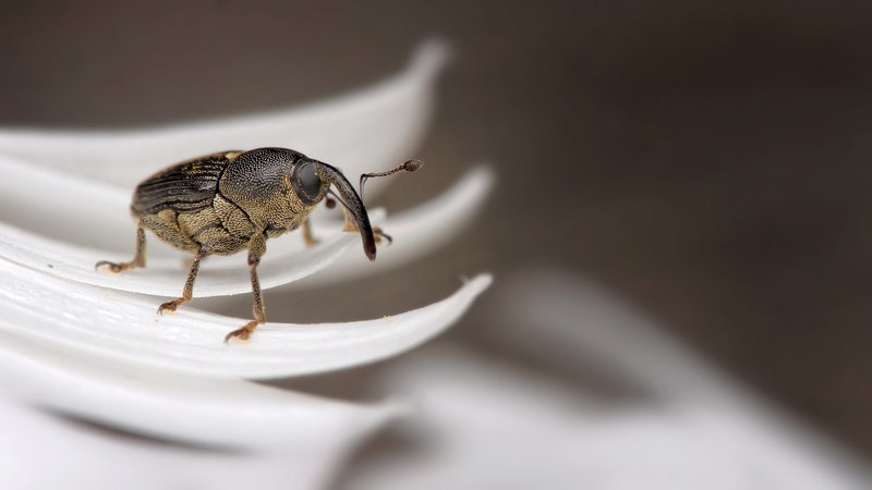 Brown weevil фото превью
