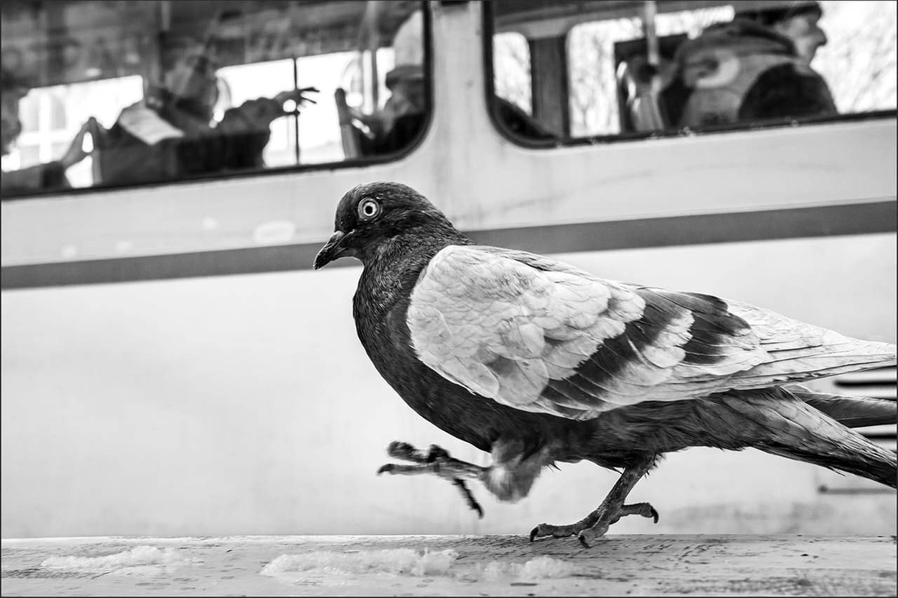 bw, street, sofia, Denis Buchel (Денис Бучель)